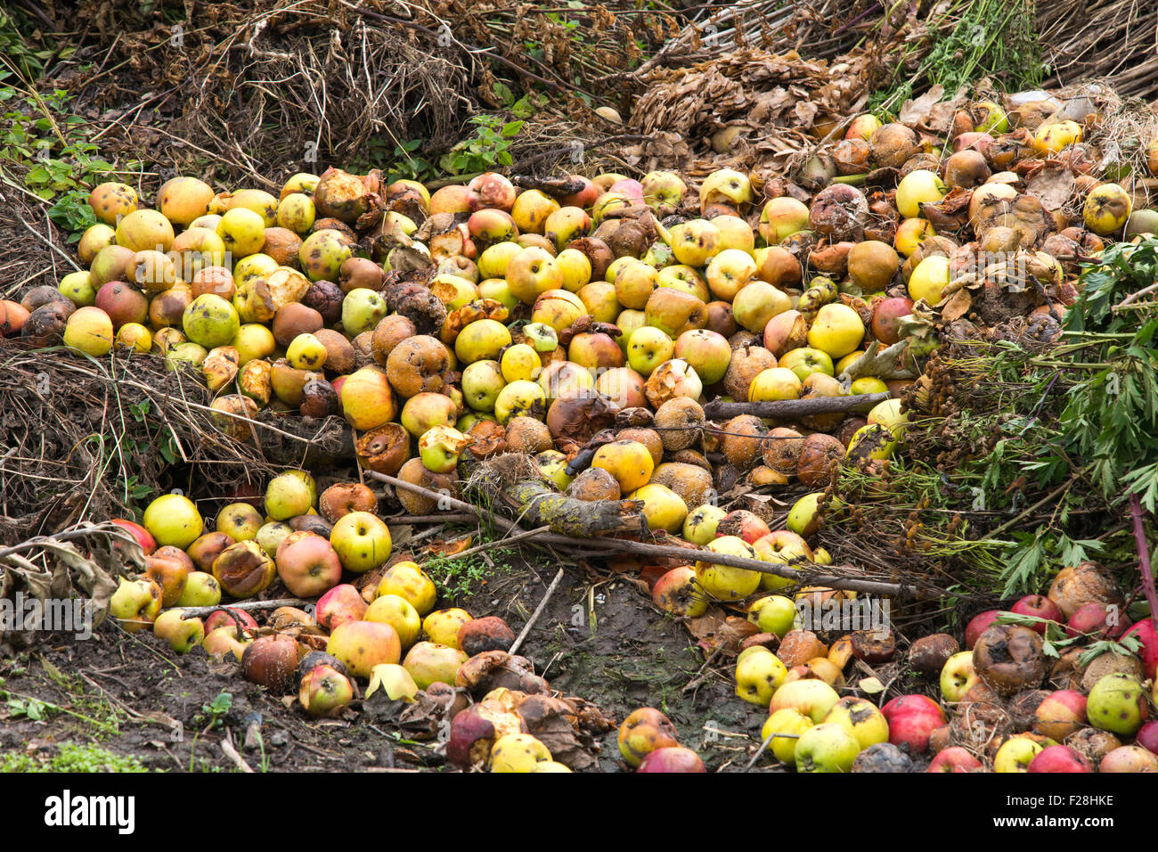 La pourriture des pommes vertes et jaunes avec les autres déchets sur un tas de compost sur un allotissement plan du Banque D'Images