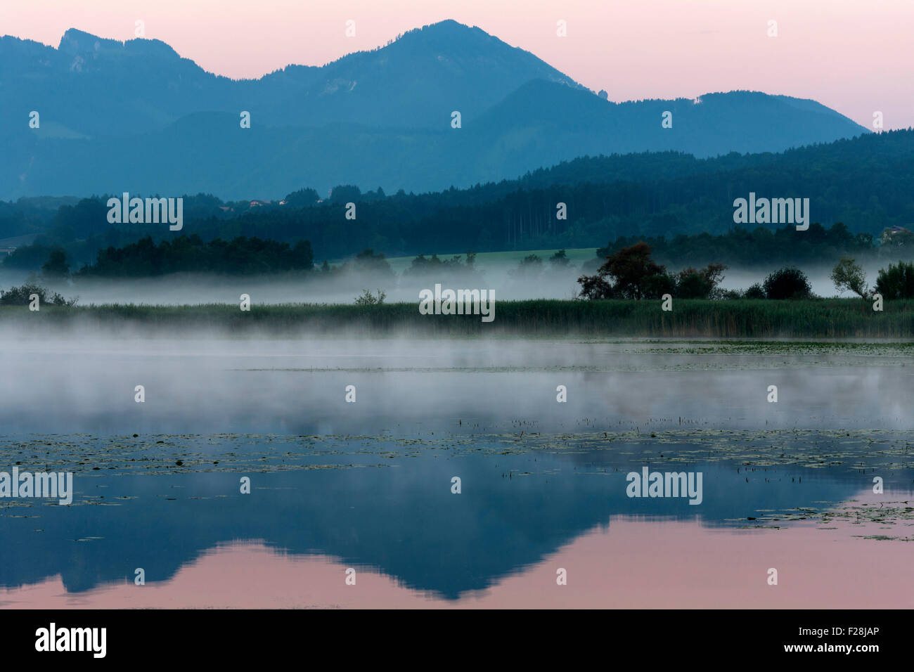 Nénuphars flottant sur le lac de Chiemsee misty, Bavière, Allemagne Banque D'Images