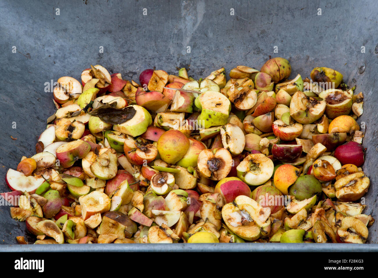Brouette pleine de rebut haché pommes utilisées pour faire du jus de pomme Banque D'Images