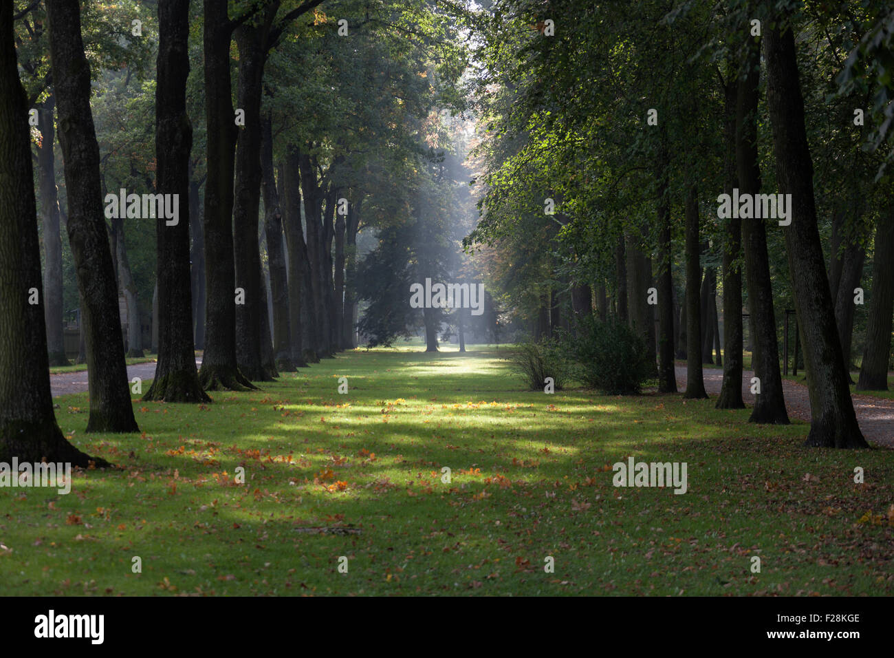 Les arbres dans un parc, Bayreuth, en Bavière, Allemagne Banque D'Images