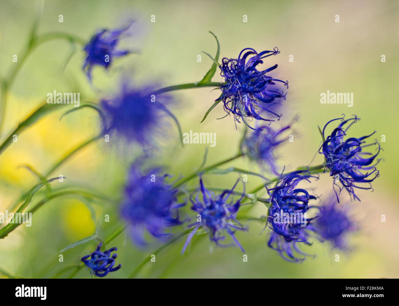 Blue Mountain fleurs dans le vent Banque D'Images