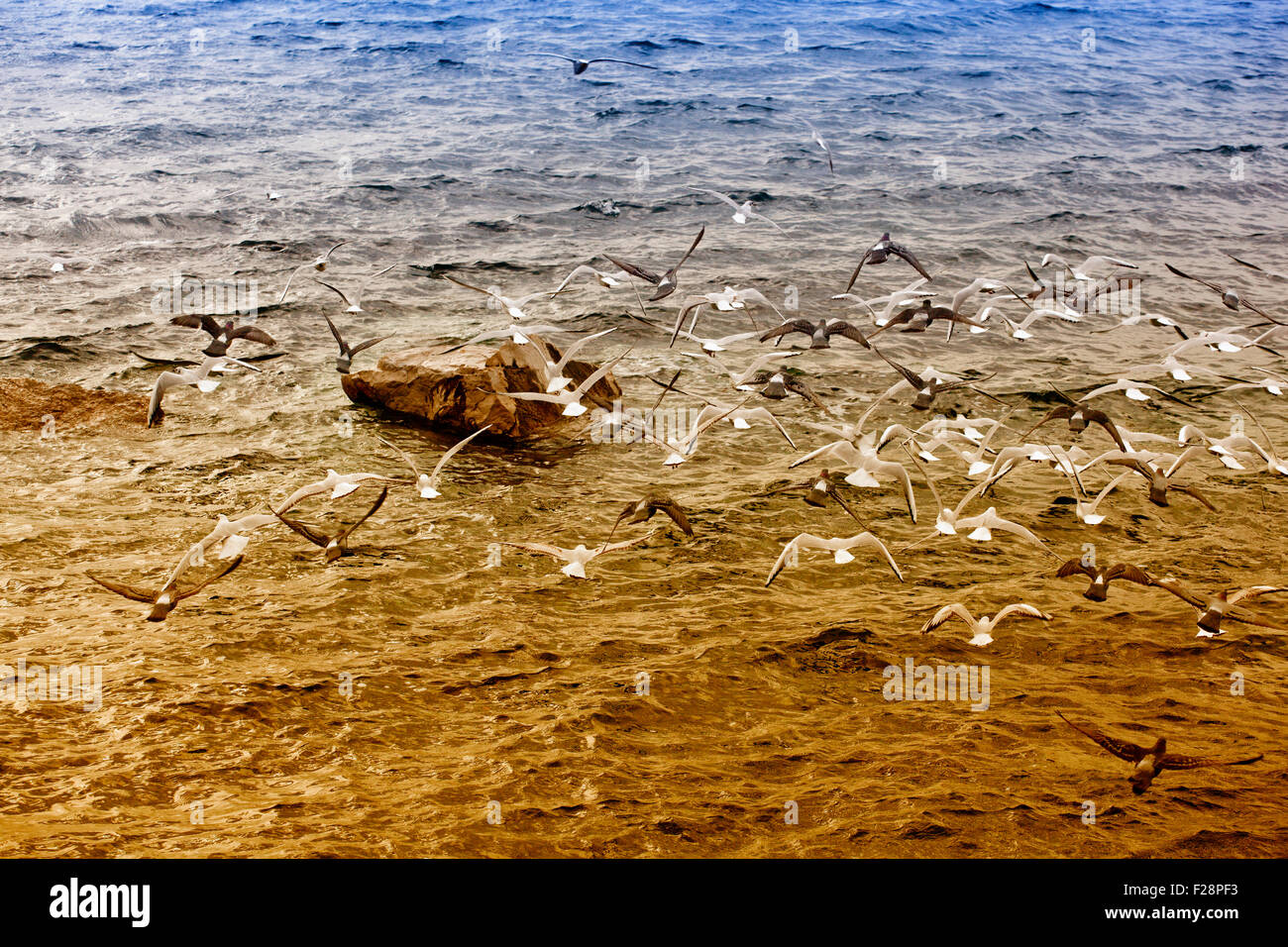 Mouettes sur le rocher dans la mer Banque D'Images