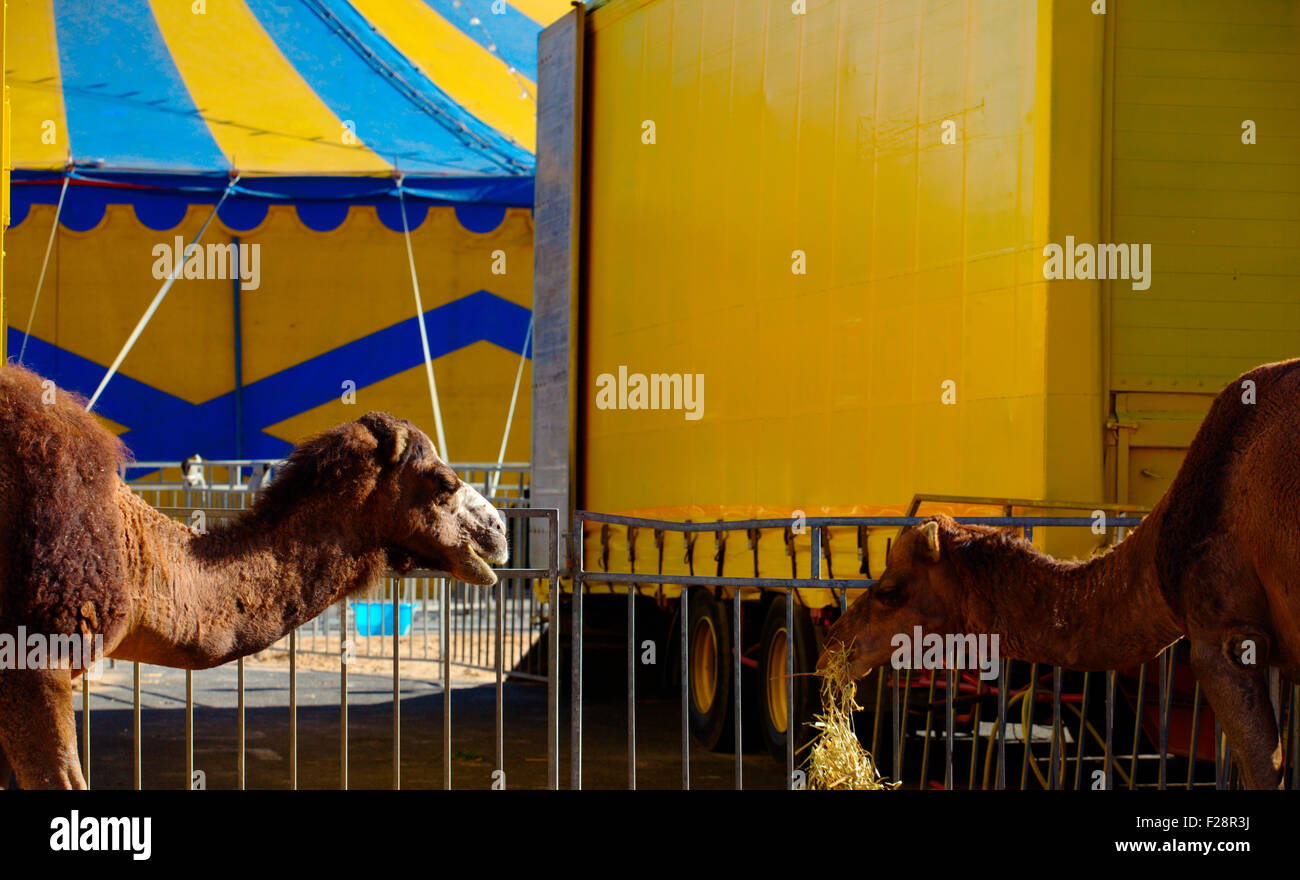 Deux dromadaires de manger sur fond de cirque Banque D'Images