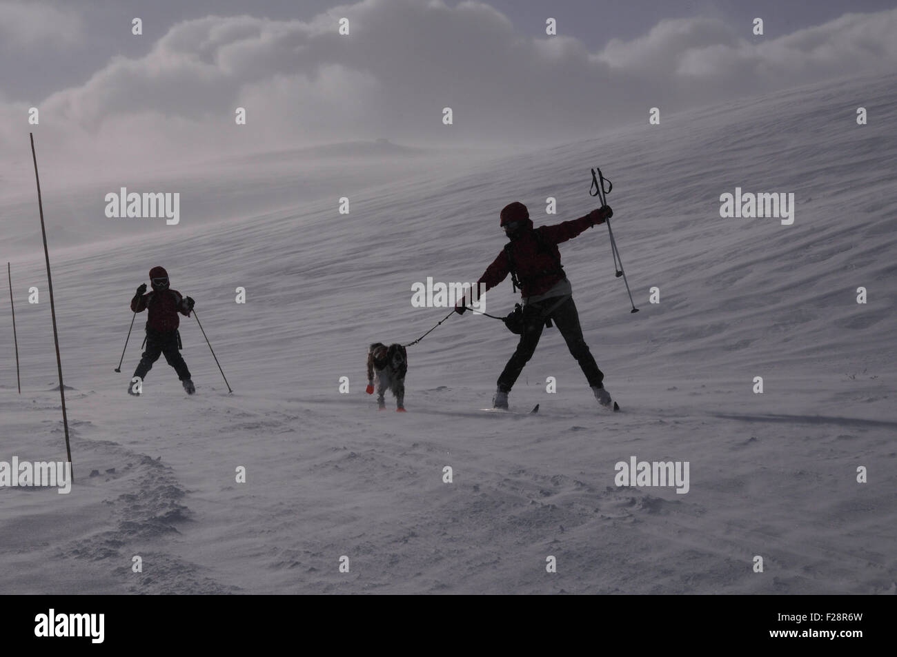 Ski de fond en haute montagne norvégienne sur un jour de février venteux. Banque D'Images