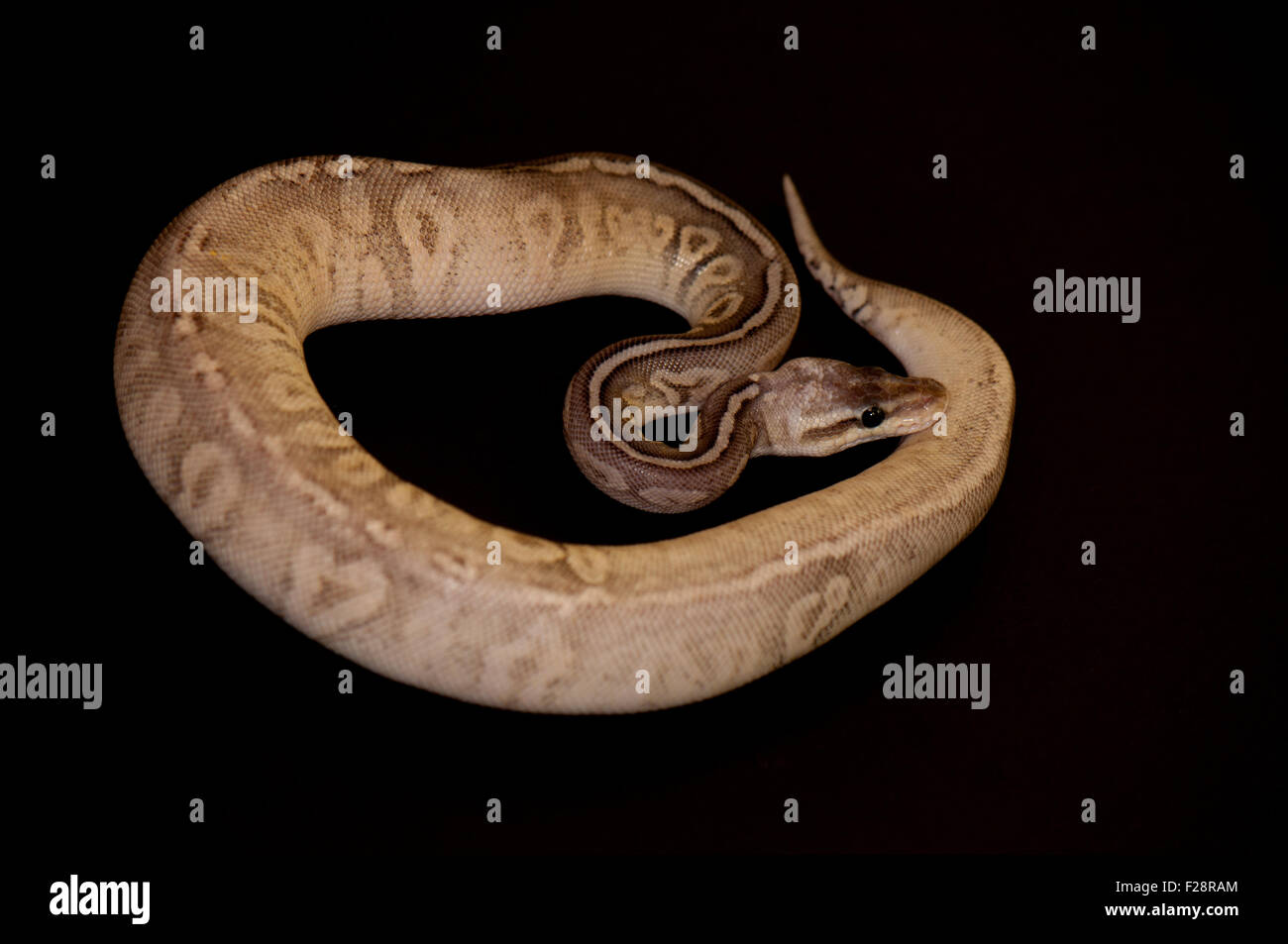 Ball Python - Python regius, isolé sur un fond noir. Banque D'Images