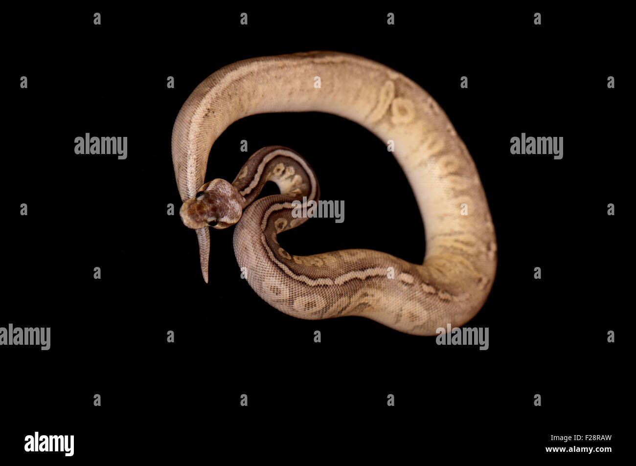 Ball Python - Python regius, isolé sur un fond noir. Banque D'Images