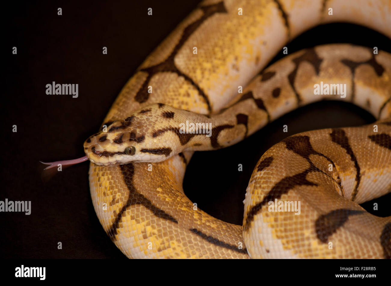 Ball Python - Python regius, isolé sur un fond noir. Banque D'Images