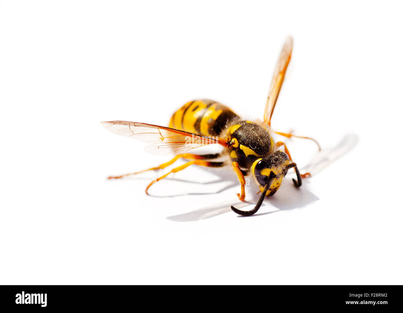 Wasp isolé sur fond blanc Banque D'Images