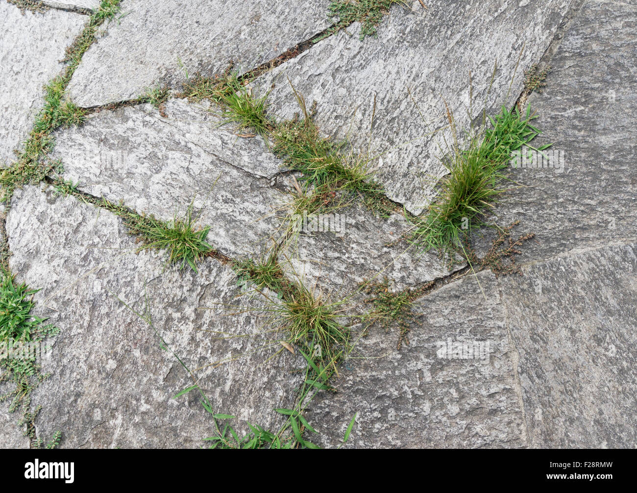 L'herbe pousse à travers les fissures dans la chaussée Banque D'Images