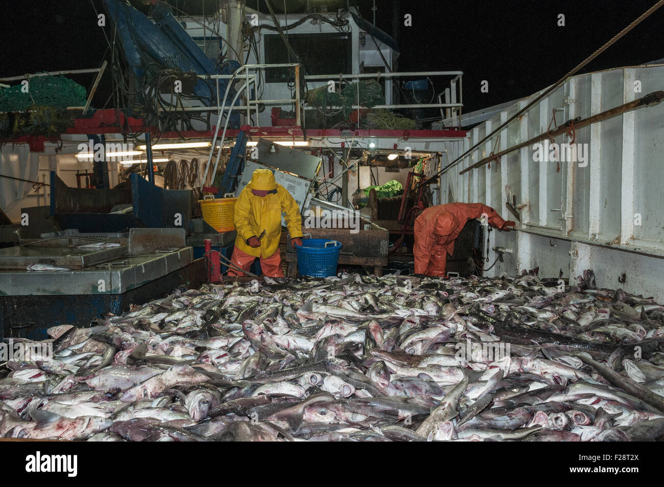 Le tri de captures de l'aiglefin, la goberge et le chien de scrod, sur le pont du chalutier en mer. Georges Bank, New England Banque D'Images