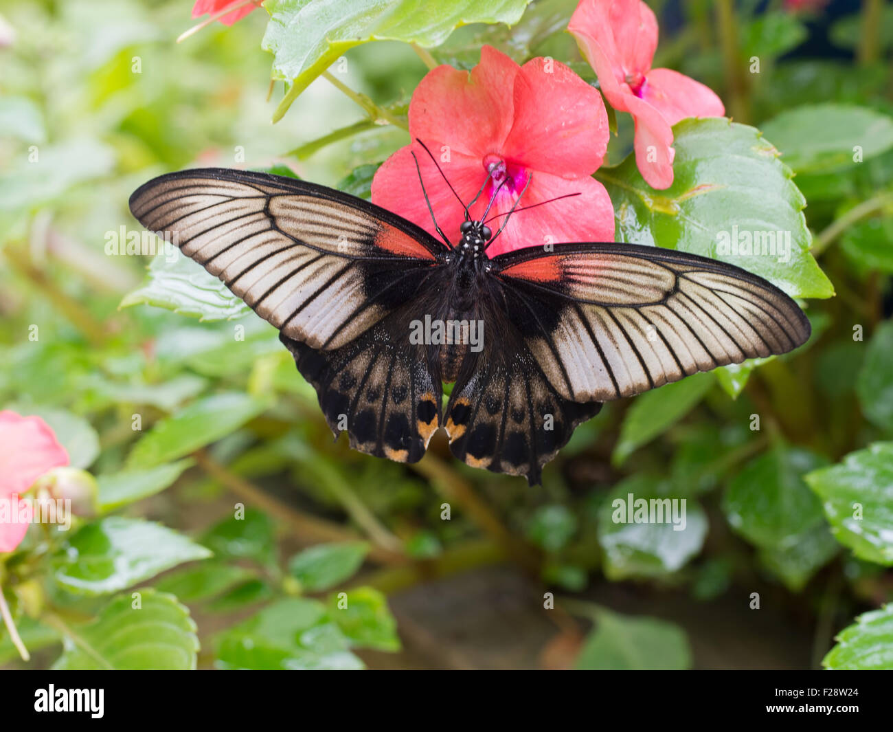 Grand Mormon Papilio memnon. Un grand papillon d'Asie du sud qui appartient à la famille d'hirondelle. Sur la correspondance avec fleur rouge. Banque D'Images