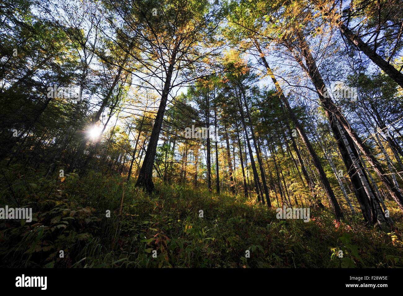 Beijing, Chine. 13 Sep, 2015. Photo prise le 13 septembre 2015 montre décor de l'automne d'Arxan Forest Park dans le nord de la Chine, la Ligue Hinggan, région autonome de Mongolie intérieure. © Lian Zhen/Xinhua/Alamy Live News Banque D'Images