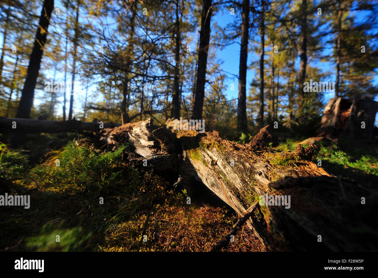 Beijing, Chine. 13 Sep, 2015. Photo prise le 13 septembre 2015 montre décor de l'automne d'Arxan Forest Park dans le nord de la Chine, la Ligue Hinggan, région autonome de Mongolie intérieure. © Lian Zhen/Xinhua/Alamy Live News Banque D'Images