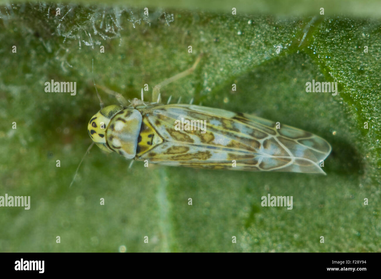 Photomicrographie d'un adulte sage leaf hopper, Eupteryx melissae, sur la face inférieure d'une feuille de sauge, Août Banque D'Images