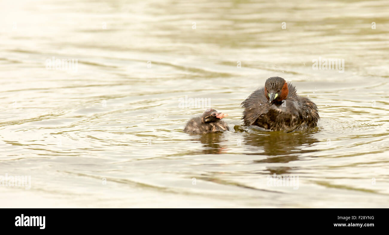 Grèbe castagneux (Tachybaptus ruficollis) alimente un jeune poussin. Cet oiseau vit dans les rivières, lacs et marécages, se nourrissant d'insectes une Banque D'Images