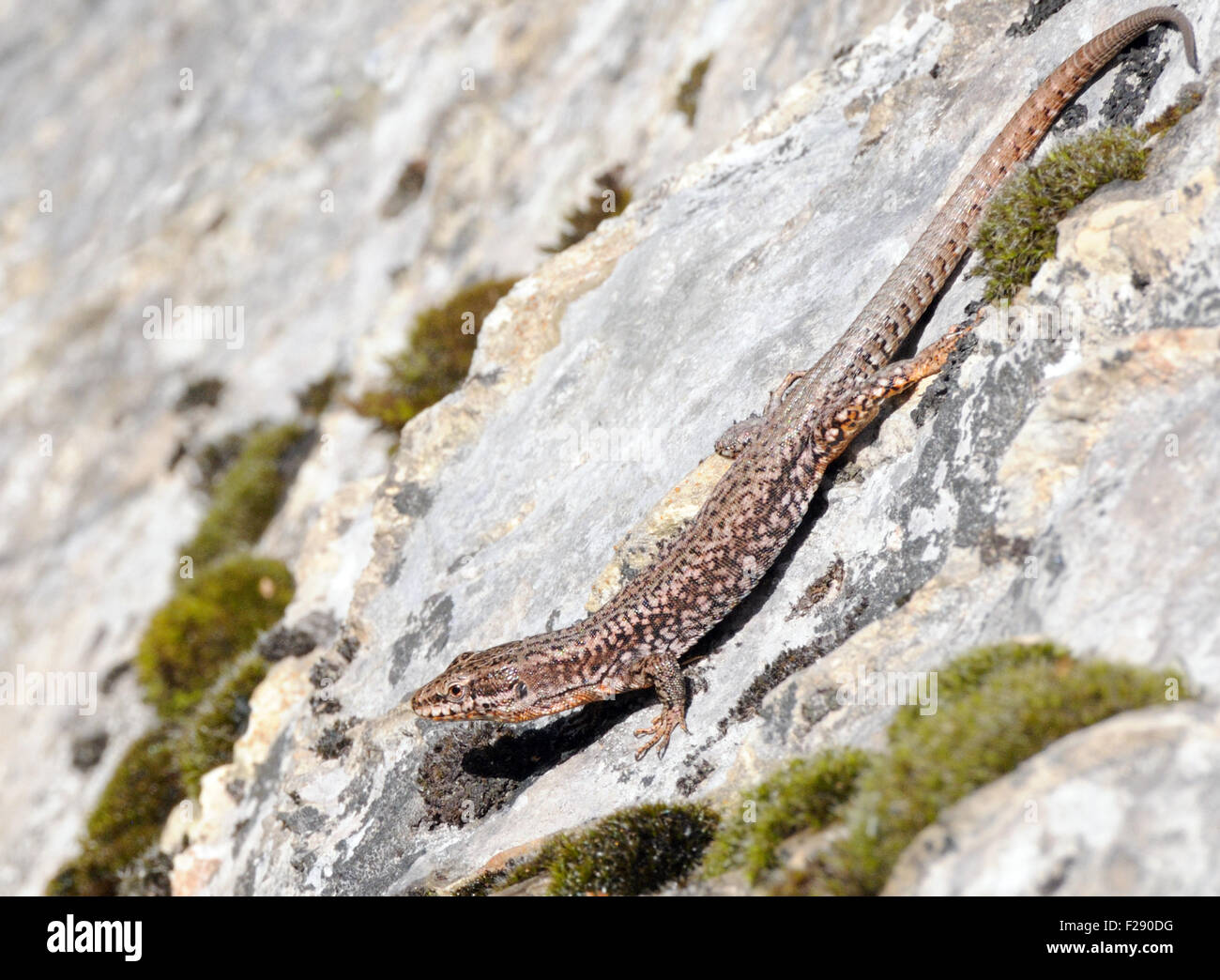 Lézard des murailles (Podarcis espèces). Valbone, Valbona, Albanie. 06Sep15 Banque D'Images