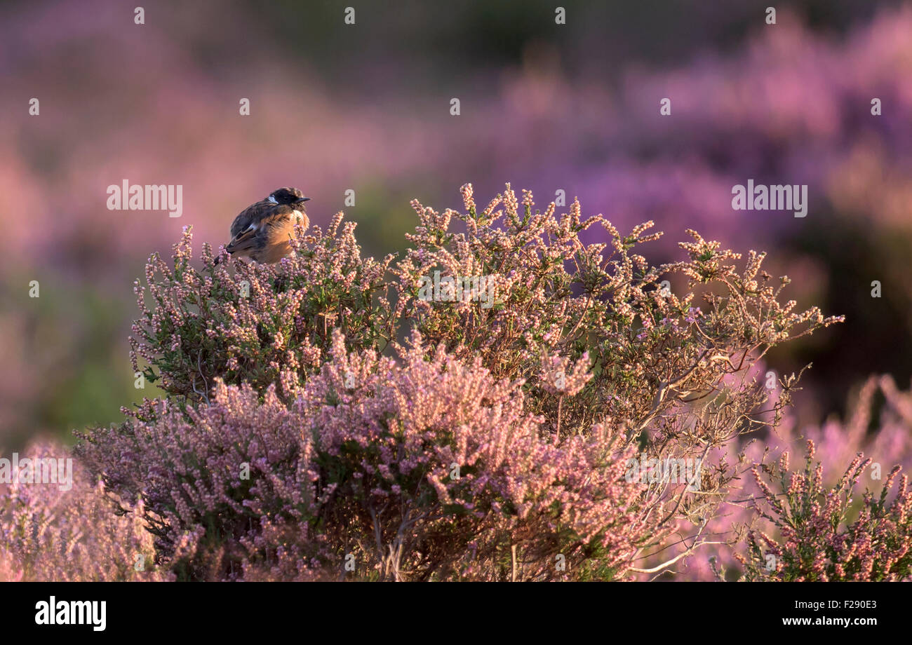 Stonechat mâle perché (Saxicola torquata) sur le dessus de la floraison Heather Banque D'Images