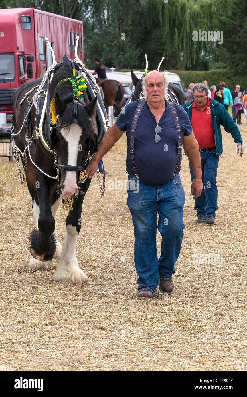Un Shire Horse à l'Essex Show, Barleylands, Essex. Banque D'Images