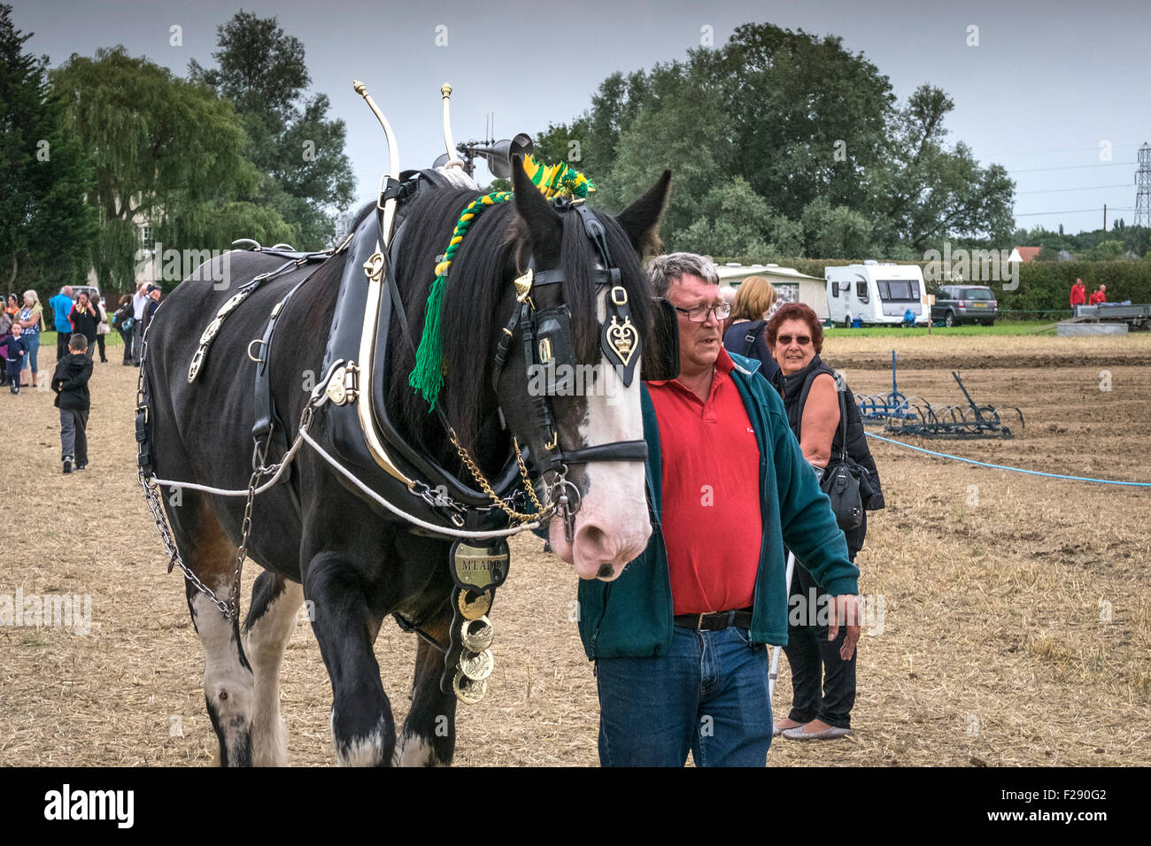 Un Shire Horse à l'Essex Show, Barleylands, Essex. Banque D'Images