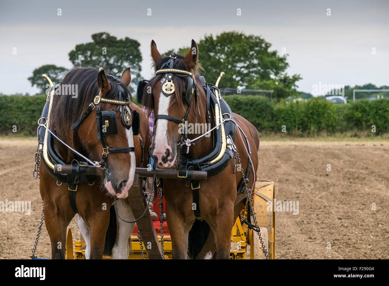 Une paire de chevaux Shire qui travaillent à l'Essex Show, Barleylands, Essex. Banque D'Images