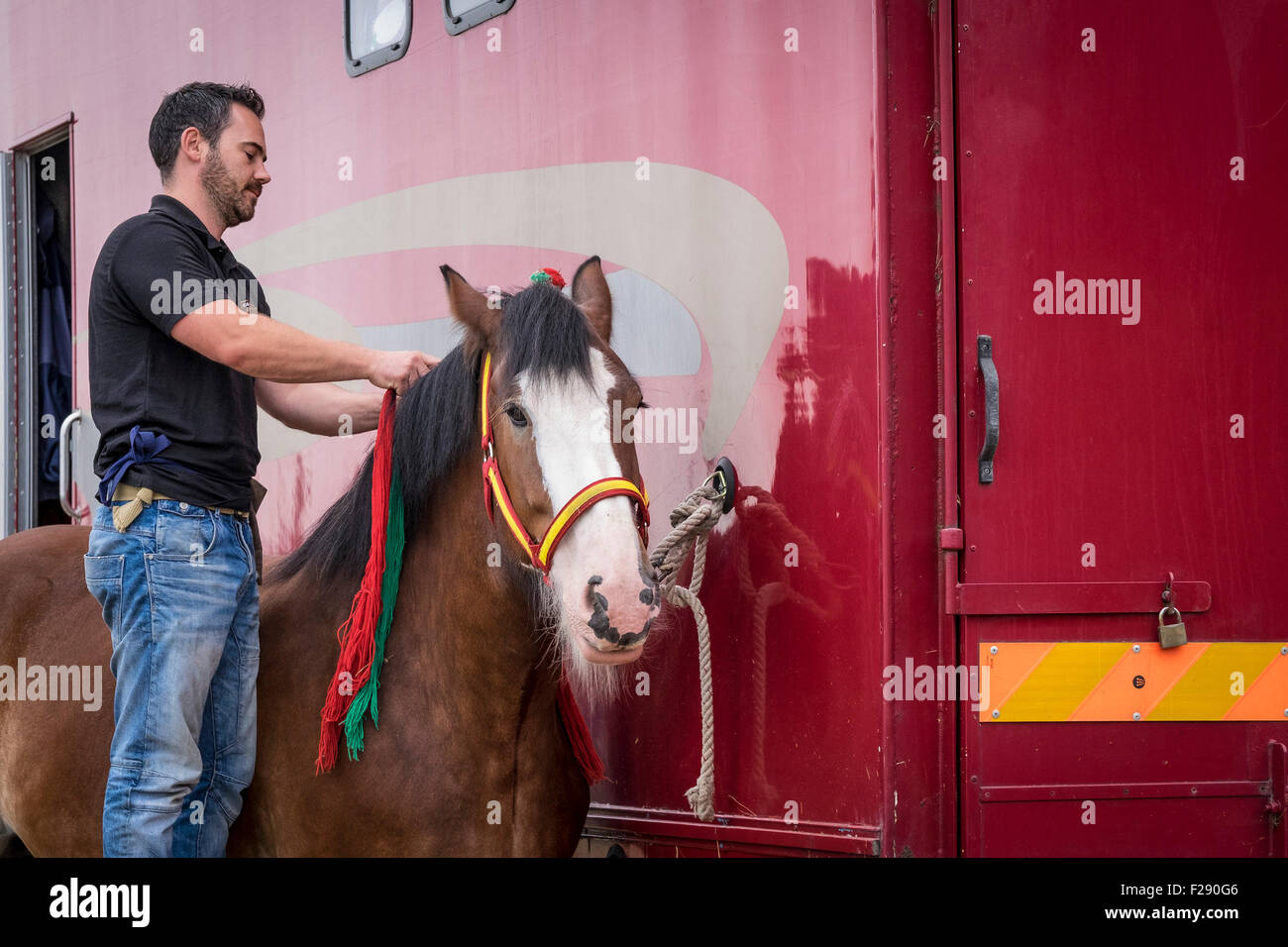 Un Shire Horse ayant sa crinière tressées à l'Essex Show, Barleylands, Essex. Banque D'Images