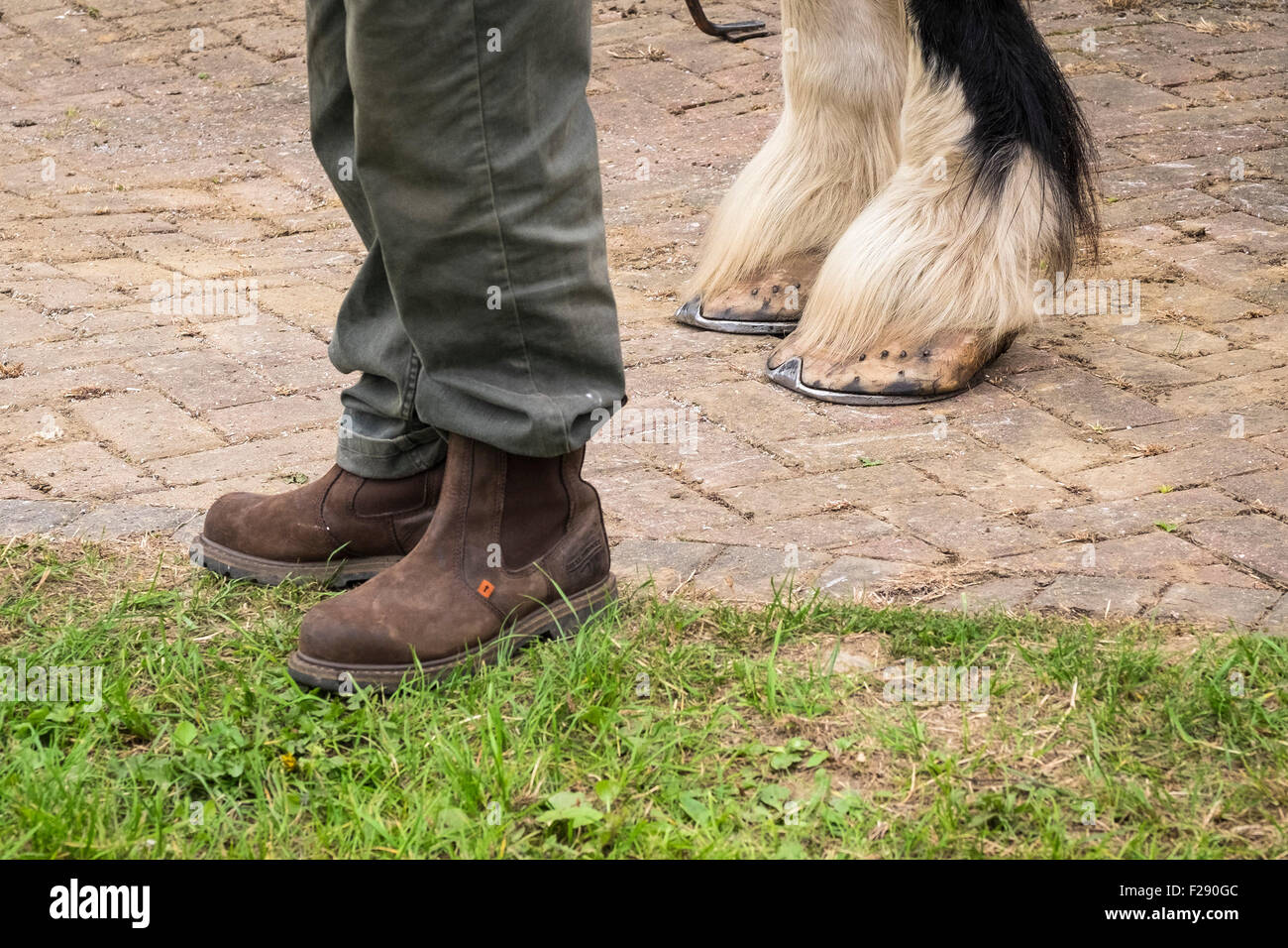 Un homme debout à côté d'un Shire Horse à l'Essex Show, Barleylands, Essex. Banque D'Images