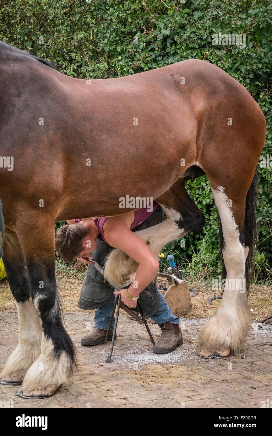 Un farrier qui débarque un cheval shire à l'Essex Country Show, à Barleylands, dans l'Essex. Banque D'Images