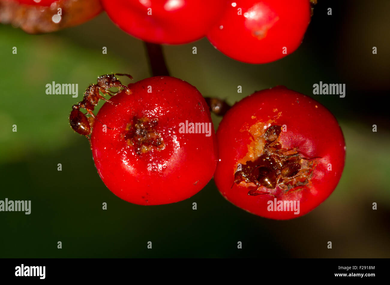 Manger des fourmis de pommes mûres Rowan (Sorbus aucuparia) Banque D'Images