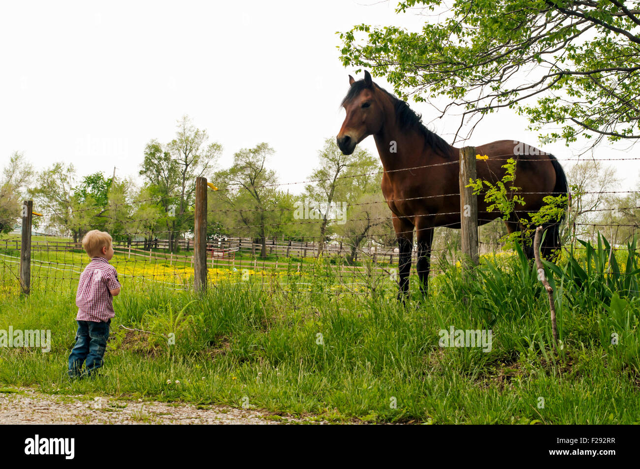 Garçon à la recherche à cheval sur l'autre côté de la clôture Banque D'Images