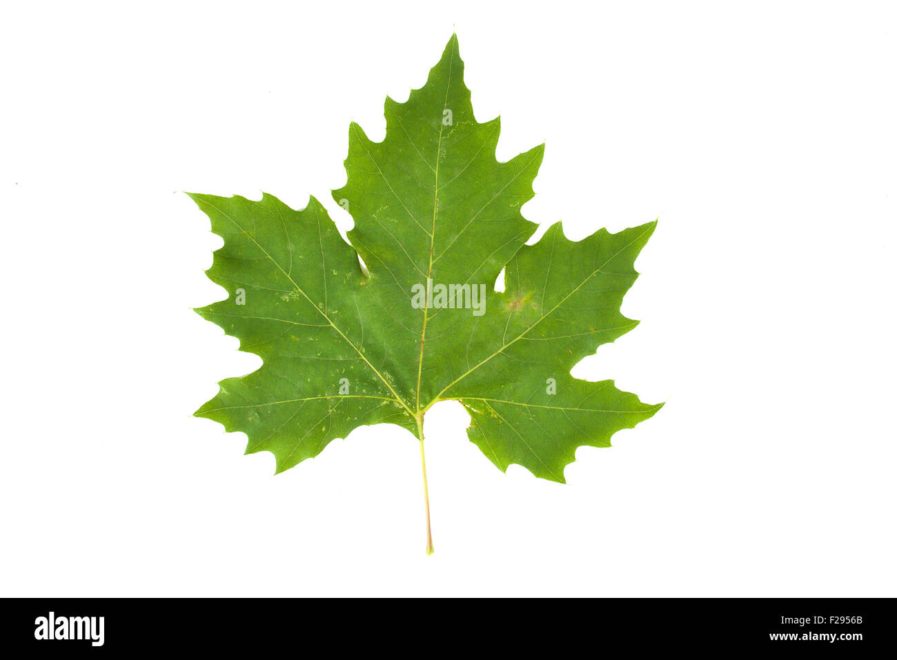 Close up of a green feuille de platane (Platanus acerifolia, Platanus hispanica), isolé sur fond blanc Banque D'Images