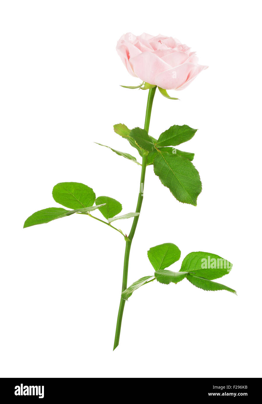 Fleur rose rose unique, isolé sur fond blanc Banque D'Images
