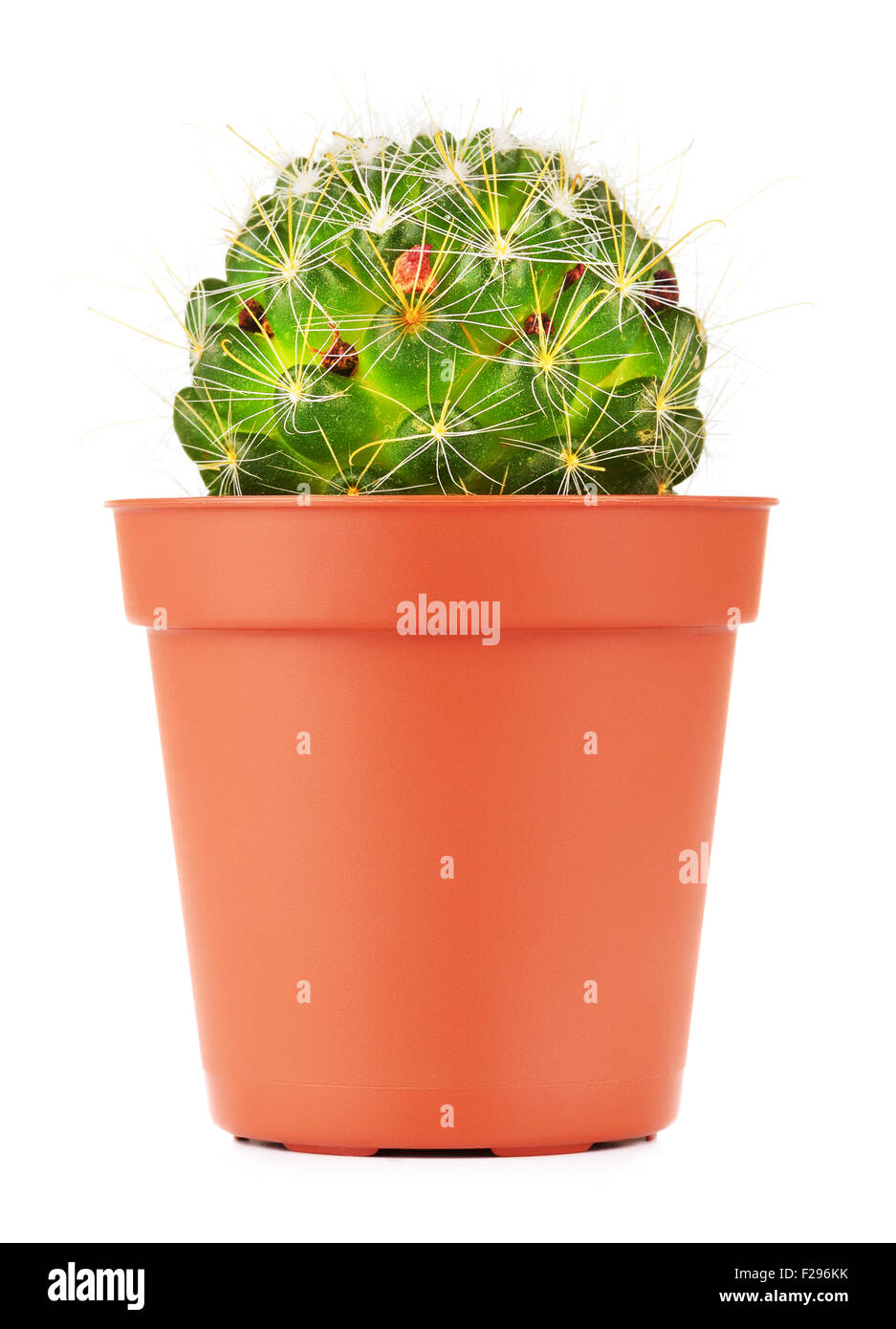 Petit cactus décoratif en pot, isolé sur fond blanc Banque D'Images