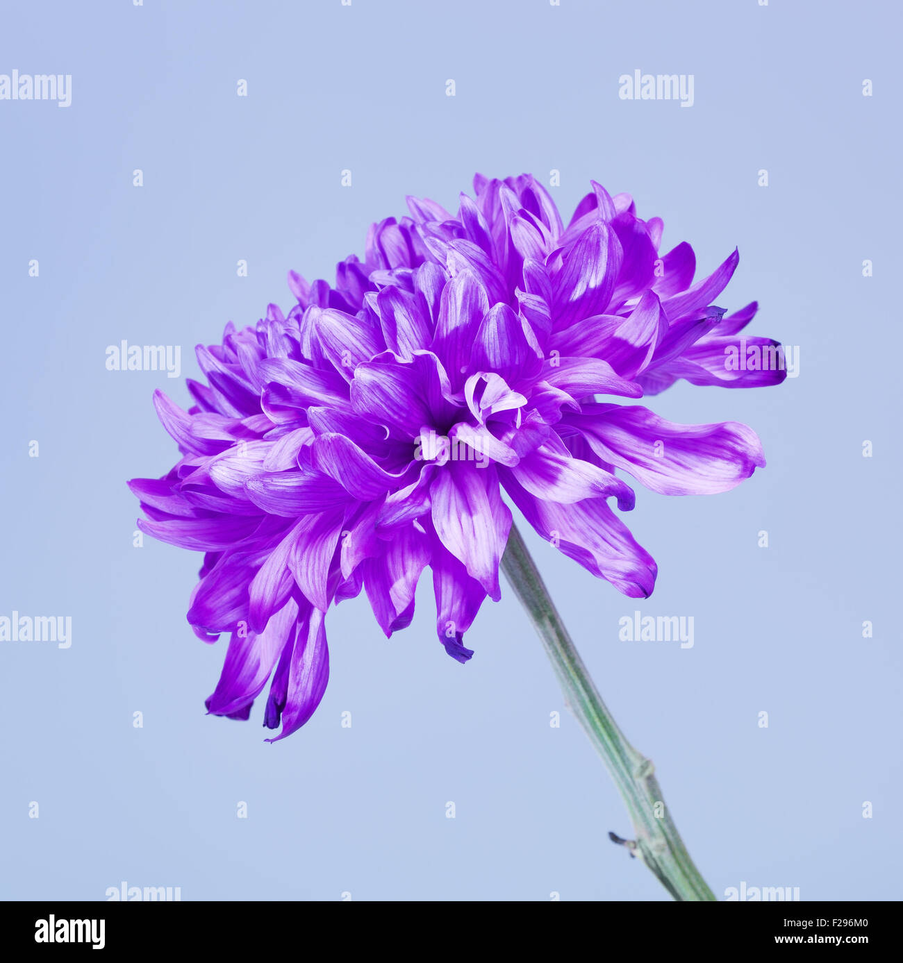 Chrysanthème, fleur violette fraîche sur fond bleu Banque D'Images