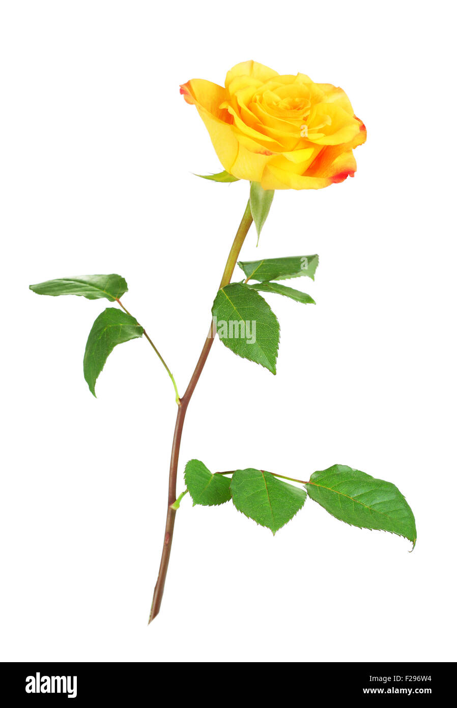 Rose jaune fleur, isolé sur fond blanc Banque D'Images