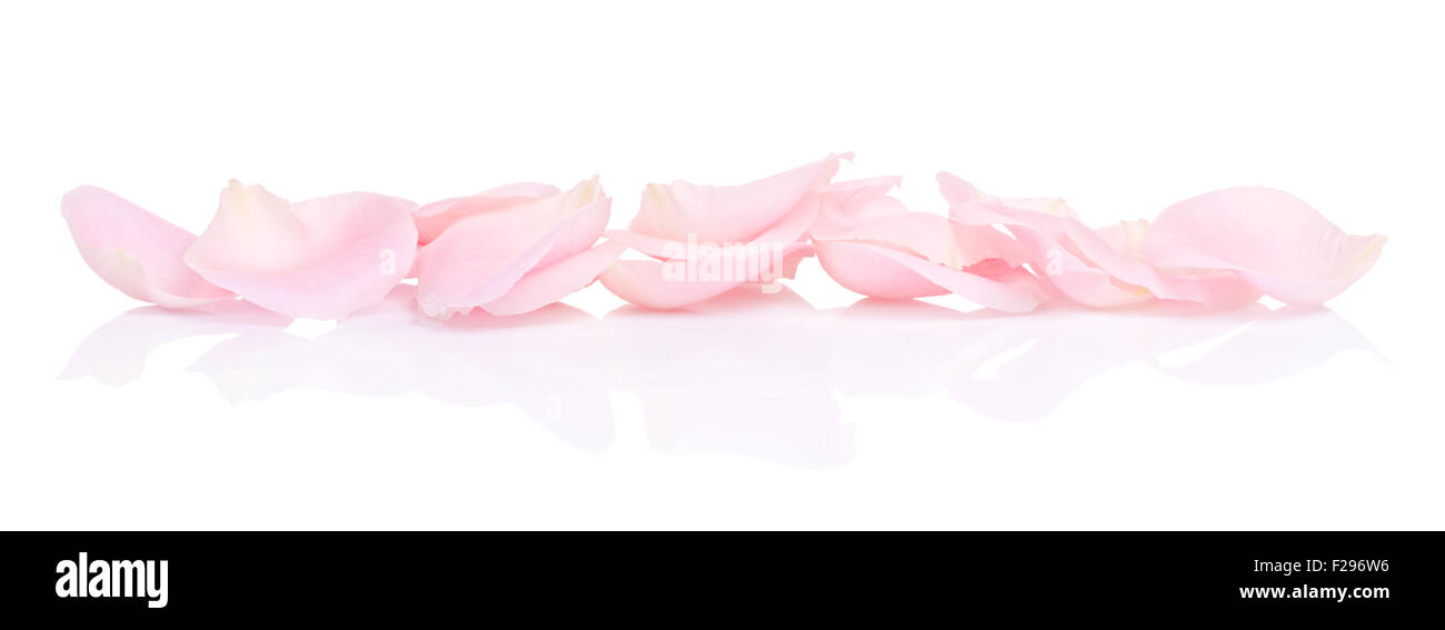 Pétales de rose, isolé sur fond blanc Banque D'Images