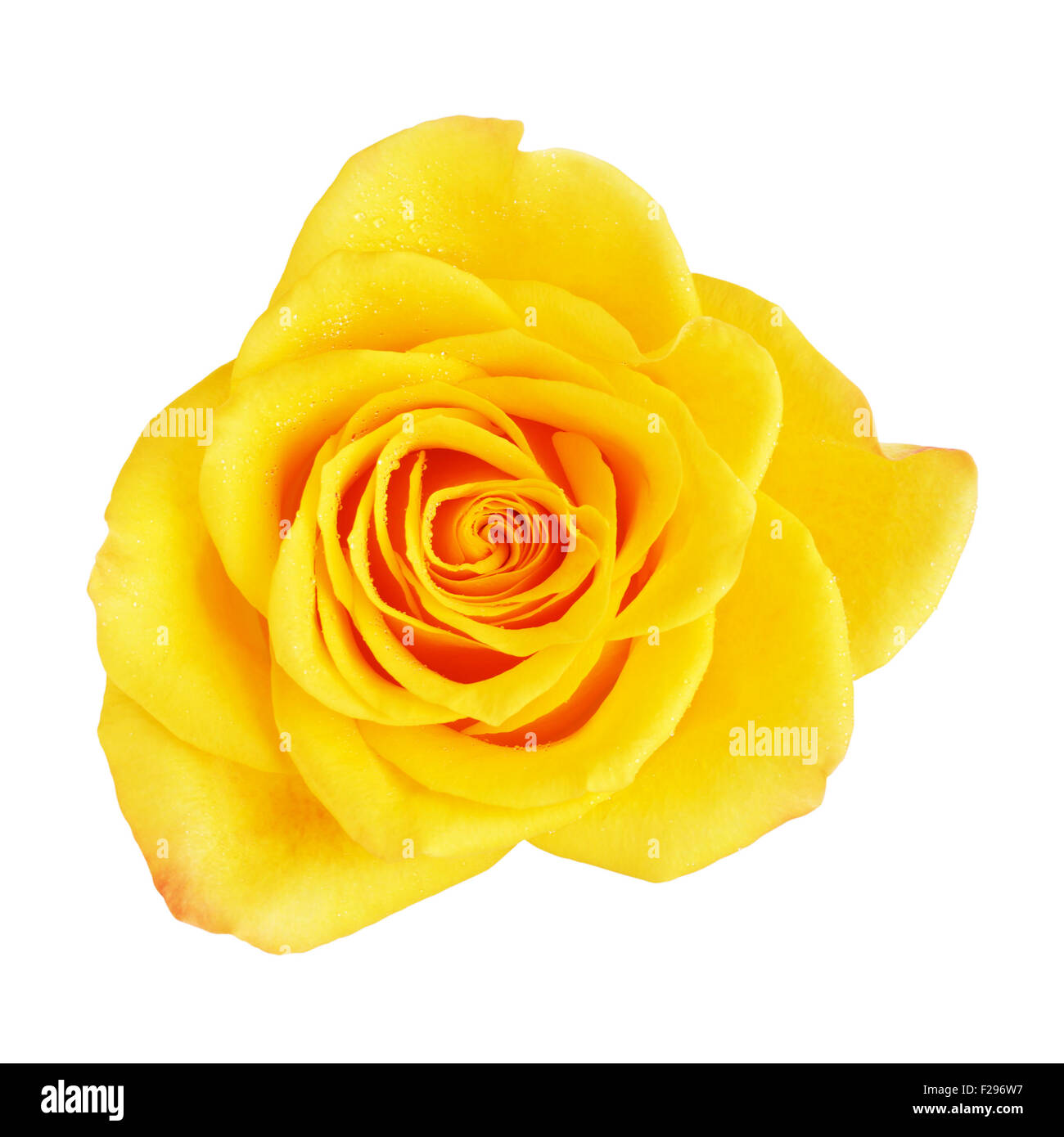 Rose jaune fleur, isolé sur blanc, vue d'en haut Banque D'Images