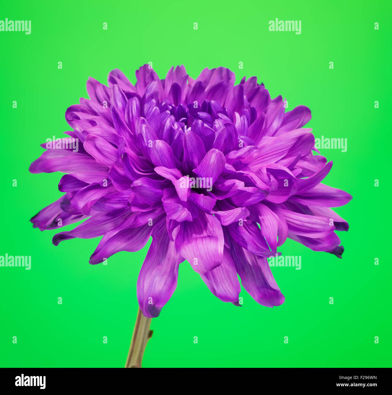 Chrysanthème, fleur violette fraîche sur fond vert Banque D'Images