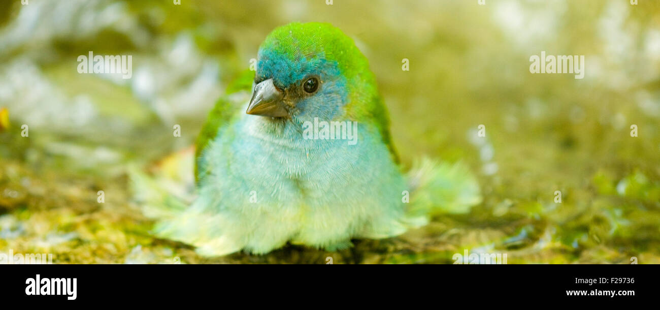 Un oiseau cardinal bleu prendre un bain dans une piscine. Banque D'Images