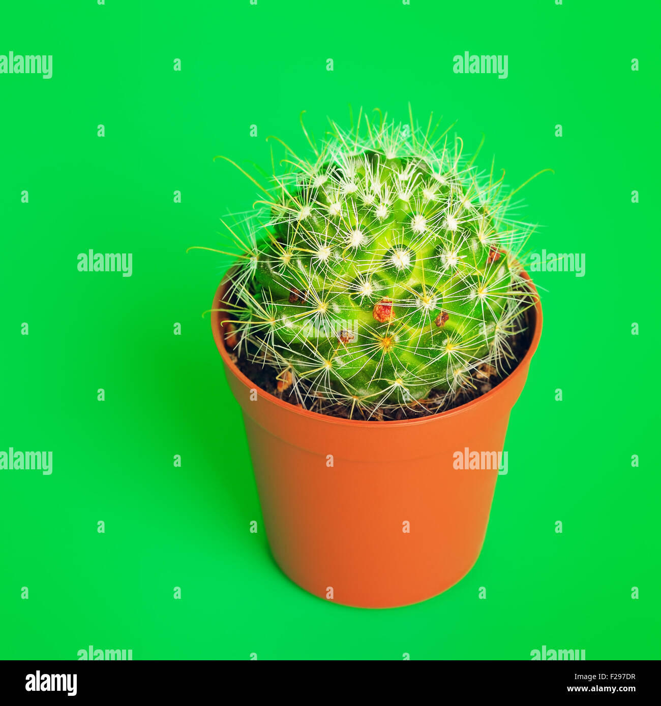 Petit cactus décoratif en pot, sur fond vert Banque D'Images