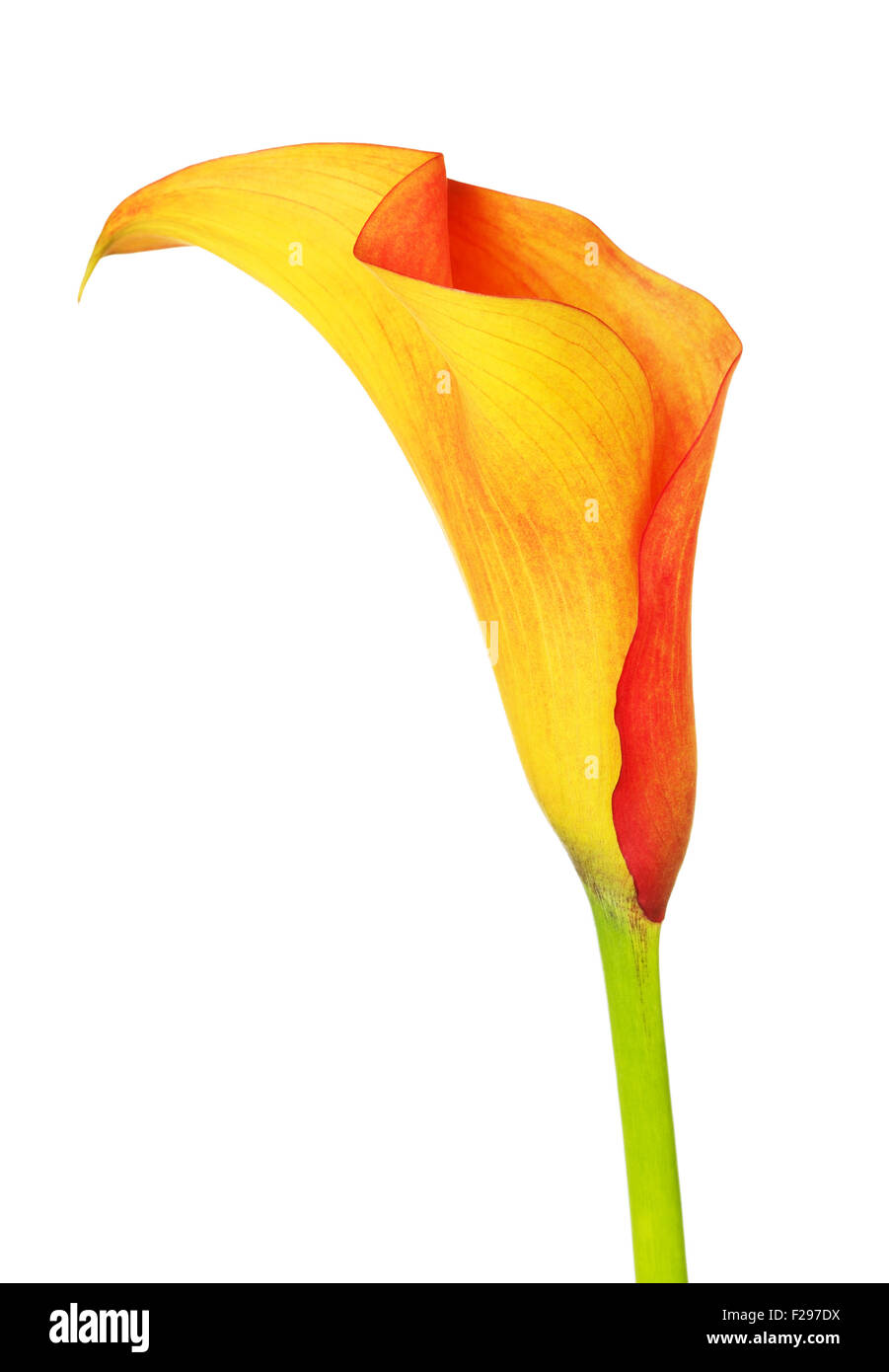 Zantedeschia zantedeschia orange fleur, isolated on white Banque D'Images