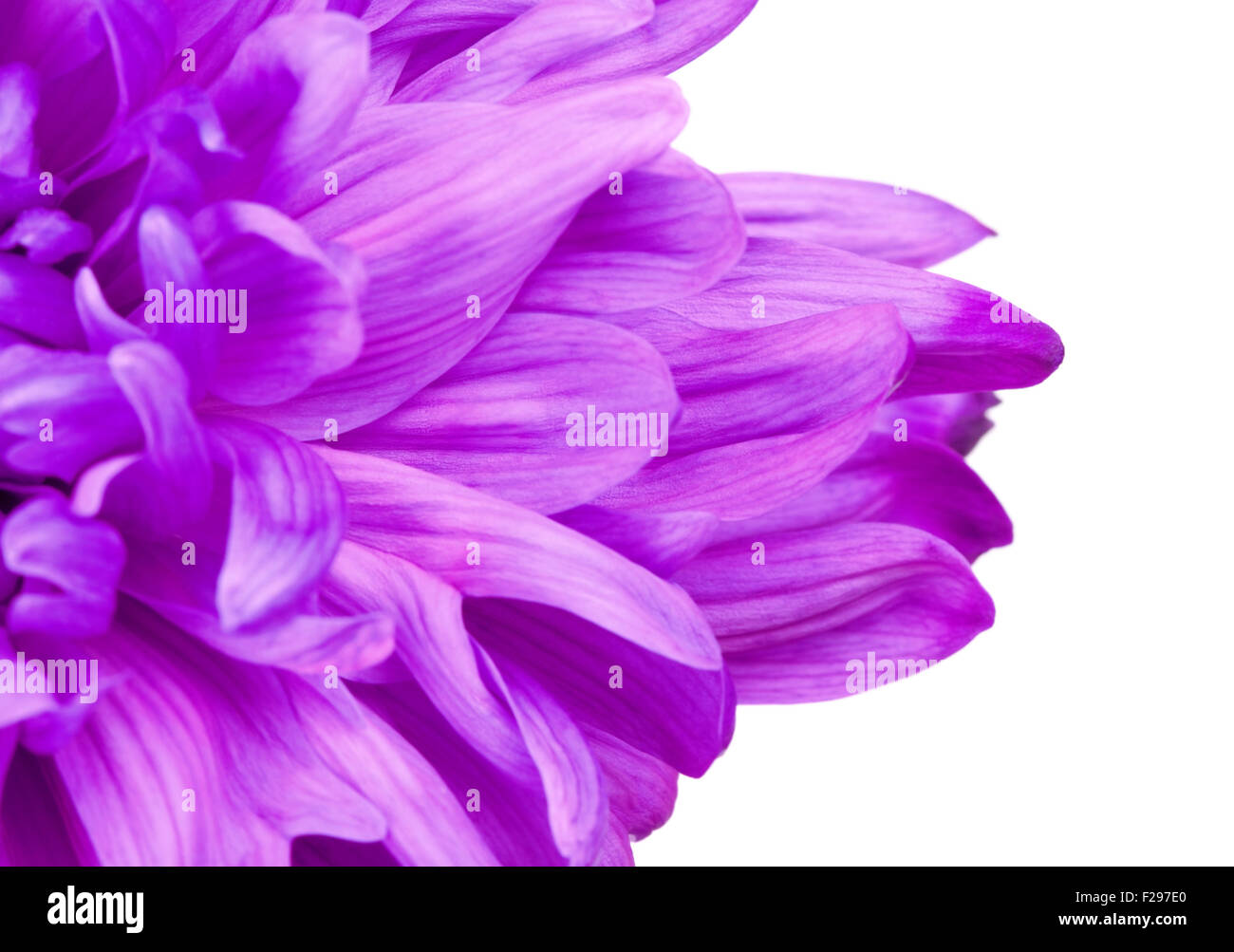 Pétales de fleur de chrysanthème violet frais, Close up Banque D'Images