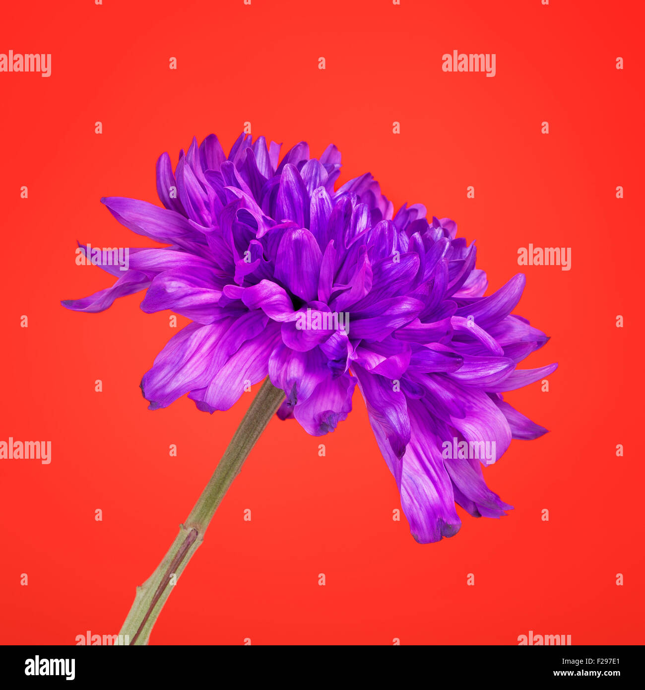 Chrysanthème, fleur violette fraîche sur fond rouge Banque D'Images