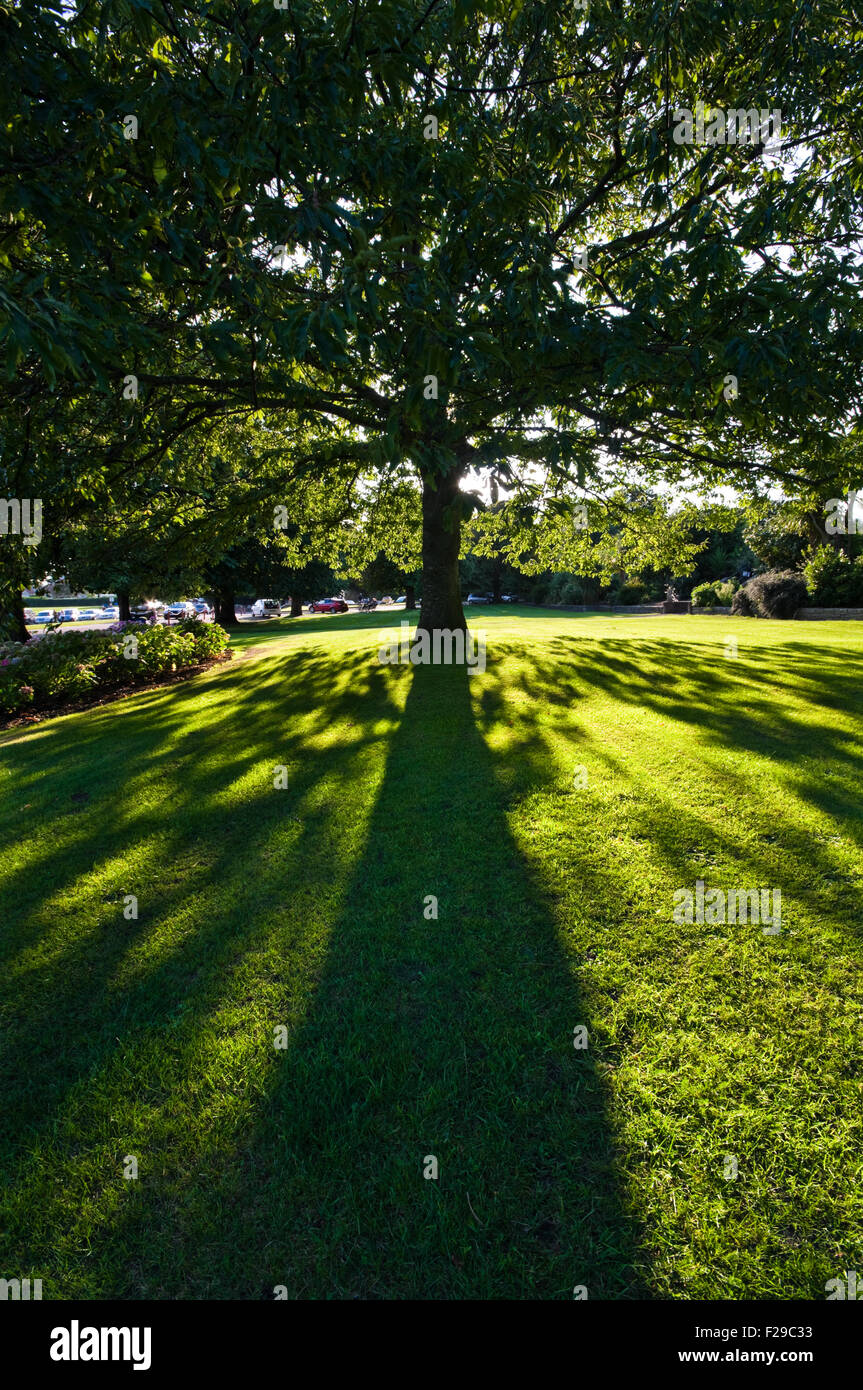 Un arbre dans le parc Poole jette une ombre sur l'herbe. Banque D'Images