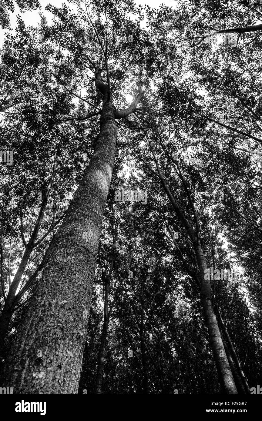 Forêt de chêne en pein coeur de la Toscane, Italie Banque D'Images