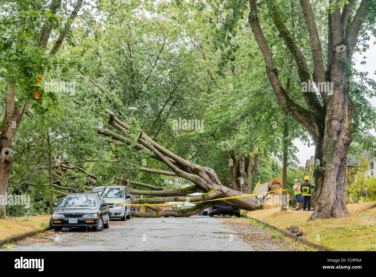 De puissants vents de tempête frapper au-dessus des arbres et causent des perturbations de l'alimentation, Vancouver, British Columbia, Canada Banque D'Images