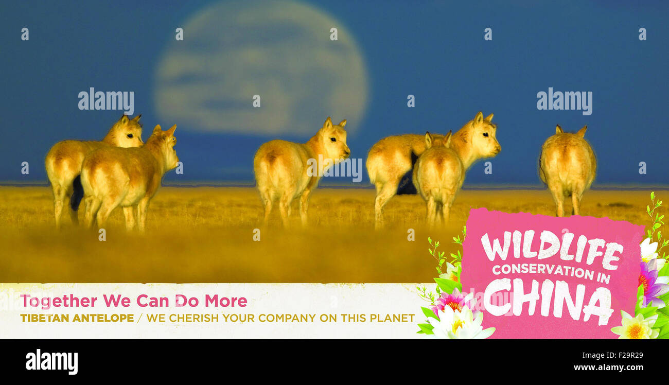 Washington, DC, USA. 15 Sep, 2015. Cette photo offerte par l'ambassade de Chine montre les antilopes tibétaines. Une série d'annonces sera peint sur 70 bus métro dans le nord-ouest de Washington, DC et pièces des États du Maryland et de la Virginie, avec six espèces en péril le plus aimé en Chine : le Panda Géant, le panda rouge, Snub-Nosed Singe, Antilope, ibis nippon, Red-Crown et grue. © Xinhua/Alamy Live News Banque D'Images