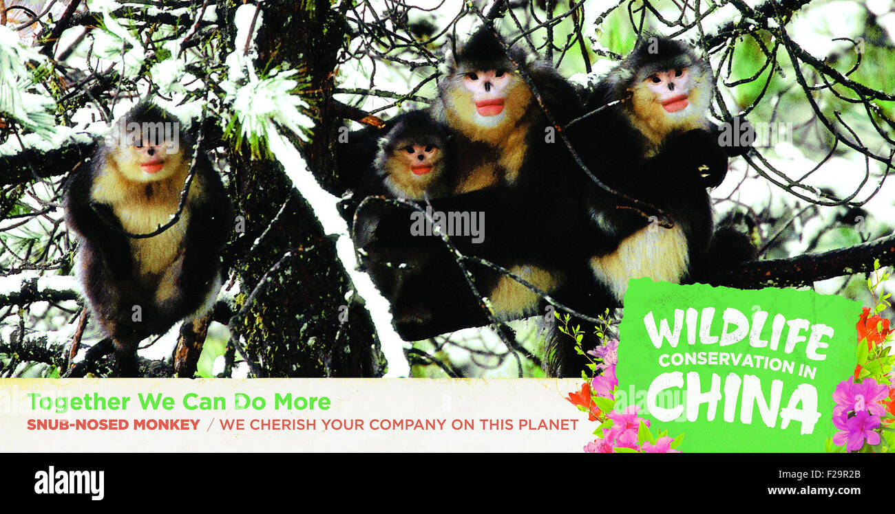 Washington, DC, USA. 15 Sep, 2015. Cette photo offerte par l'ambassade de Chine montre Snub-Nosed les singes. Une série d'annonces sera peint sur 70 bus métro dans le nord-ouest de Washington, DC et pièces des États du Maryland et de la Virginie, avec six espèces en péril le plus aimé en Chine : le Panda Géant, le panda rouge, Snub-Nosed Singe, Antilope, ibis nippon, Red-Crown et grue. © Xinhua/Alamy Live News Banque D'Images