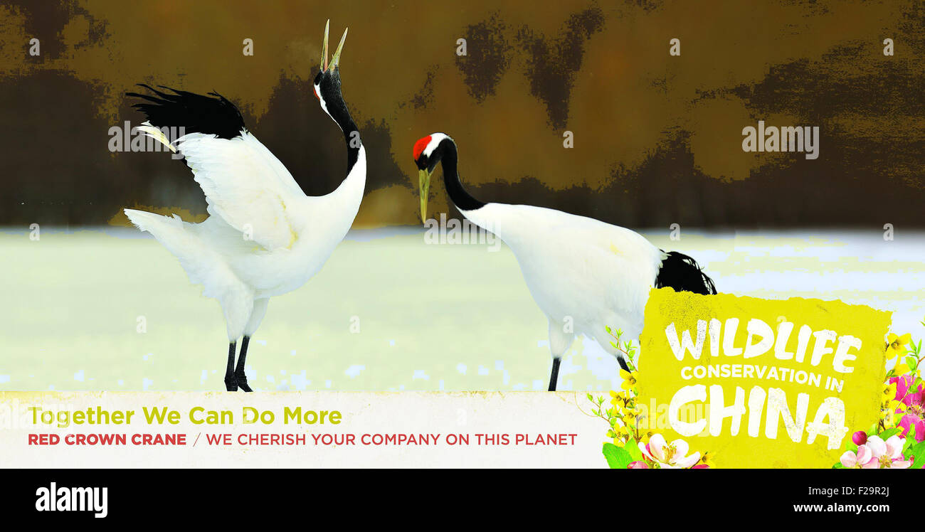 Washington, DC, USA. 15 Sep, 2015. Cette photo offerte par l'ambassade de Chine montre Red-Crown les grues. Une série d'annonces sera peint sur 70 bus métro dans le nord-ouest de Washington, DC et pièces des États du Maryland et de la Virginie, avec six espèces en péril le plus aimé en Chine : le Panda Géant, le panda rouge, Snub-Nosed Singe, Antilope, ibis nippon, Red-Crown et grue. © Xinhua/Alamy Live News Banque D'Images