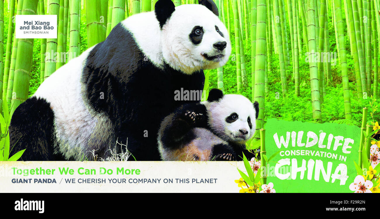 Washington, DC, USA. 15 Sep, 2015. Cette photo offerte par l'ambassade de Chine montre pandas géants. Une série d'annonces sera peint sur 70 bus métro dans le nord-ouest de Washington, DC et pièces des États du Maryland et de la Virginie, avec six espèces en péril le plus aimé en Chine : le Panda Géant, le panda rouge, Snub-Nosed Singe, Antilope, ibis nippon, Red-Crown et grue. © Xinhua/Alamy Live News Banque D'Images
