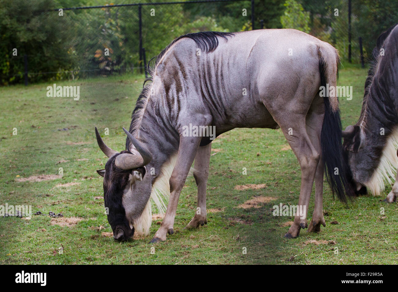 L'Ankole-Watusi sont une ancienne race de bétail de l'Afrique. Banque D'Images